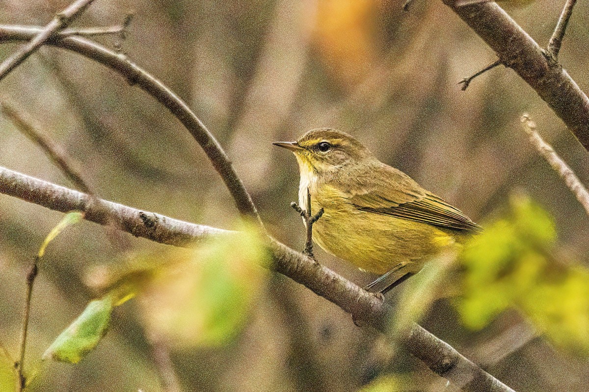 סבכון חום-כיפה - ML644299632