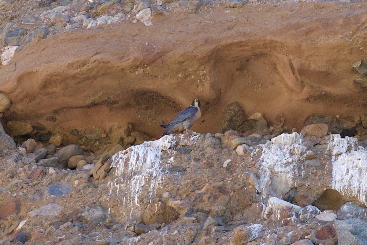 Falco pellegrino - ML644299635