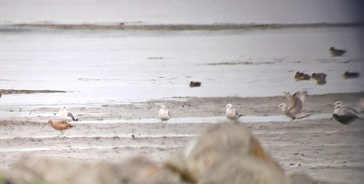 Long-billed Curlew - ML644299636
