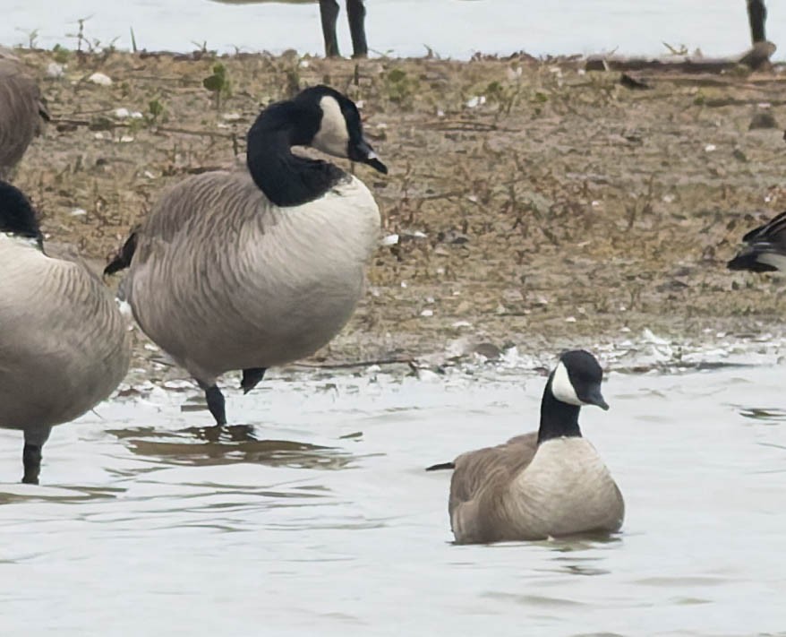 Харлаг галуу - ML644299644
