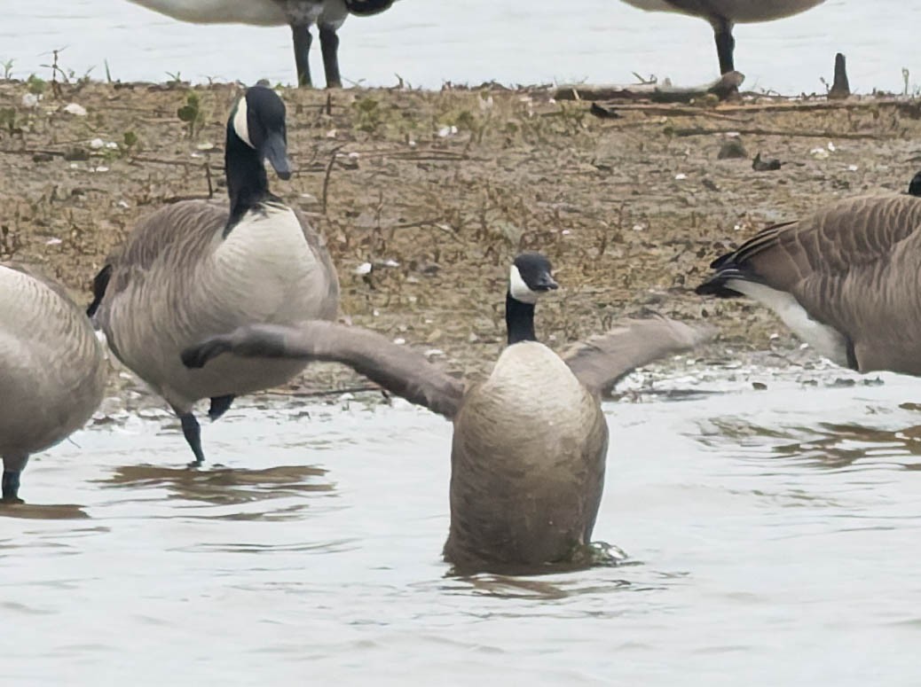 Харлаг галуу - ML644299645