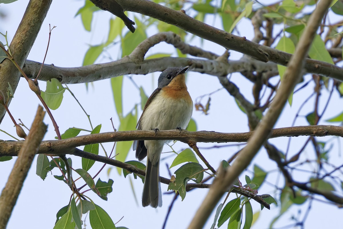 ビロードヒラハシ - ML644299647