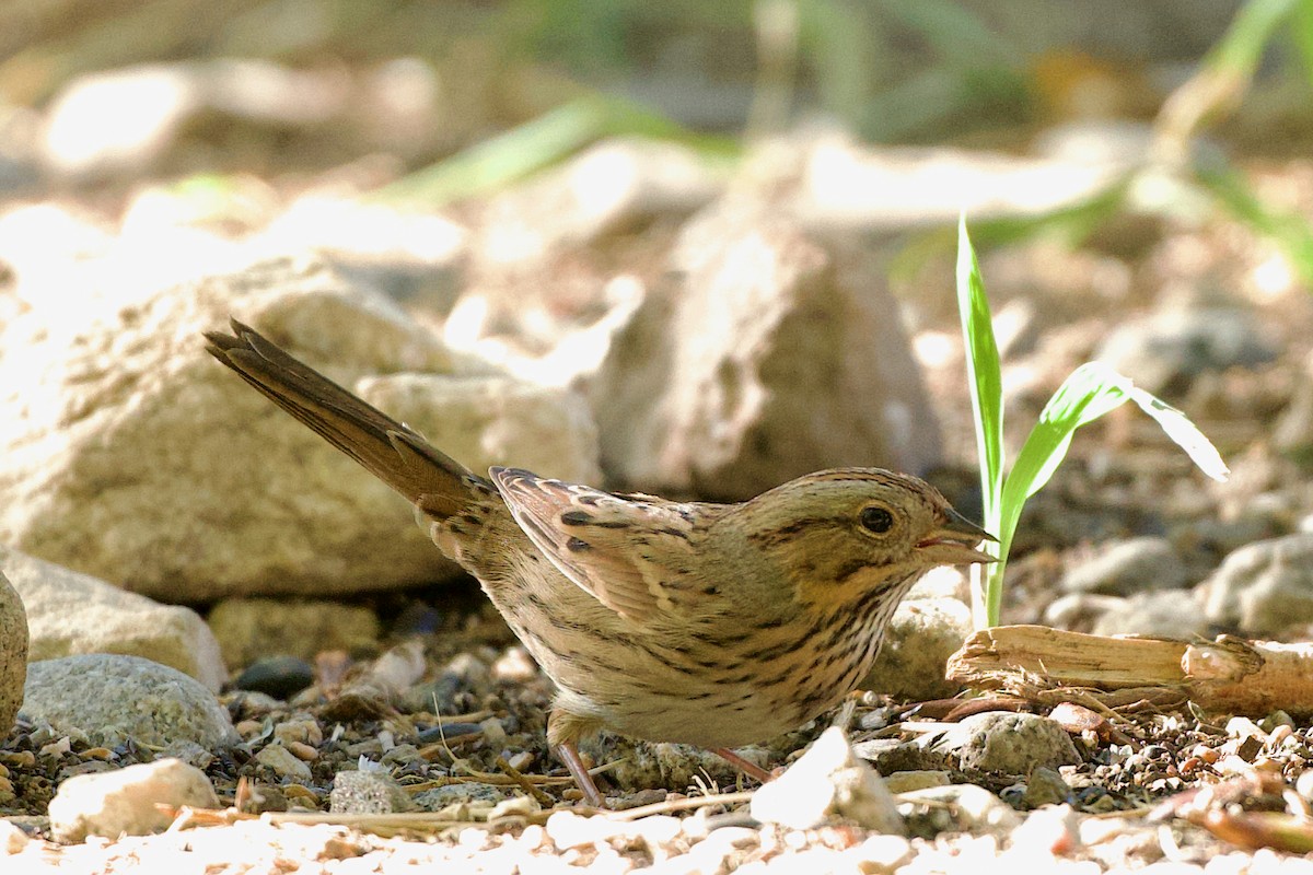 Lincoln's Sparrow - ML644299648