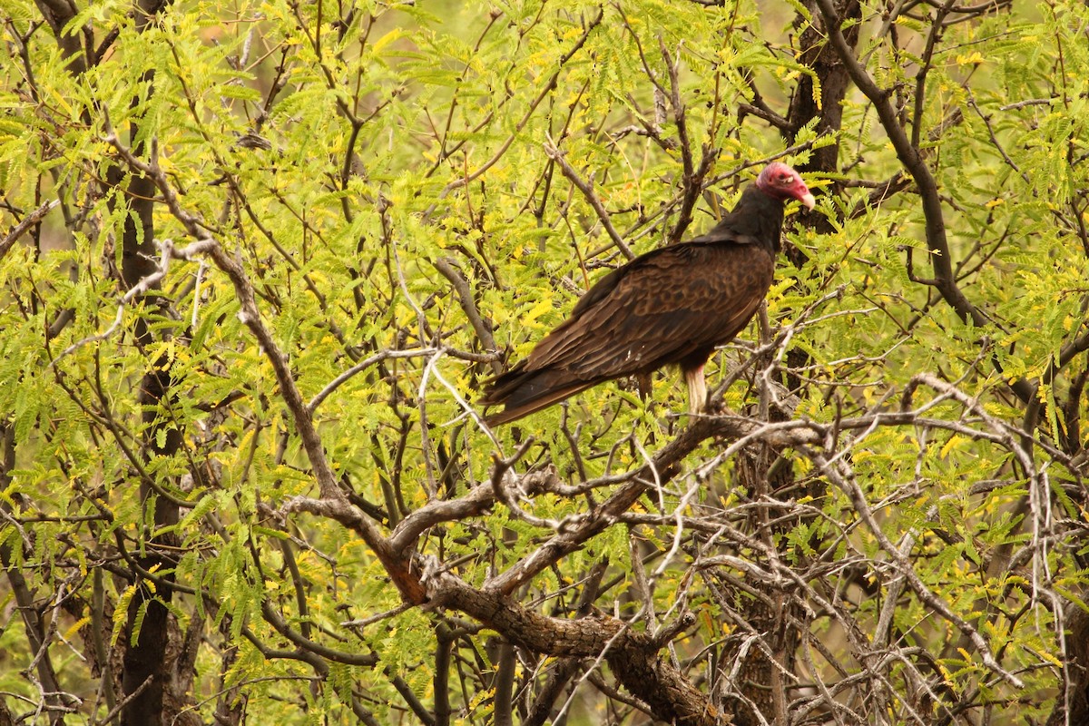 Aura Gallipavo - ML644299652