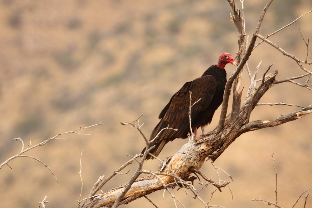 Aura Gallipavo - ML644299653