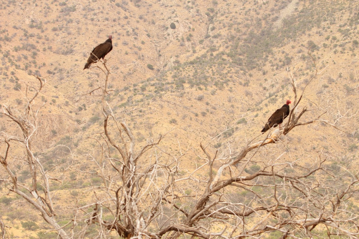 Aura Gallipavo - ML644299654