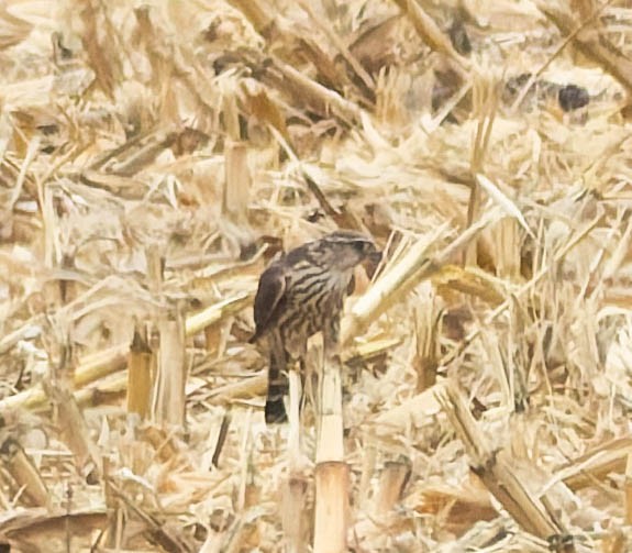 Хайргууна шонхор - ML644299657