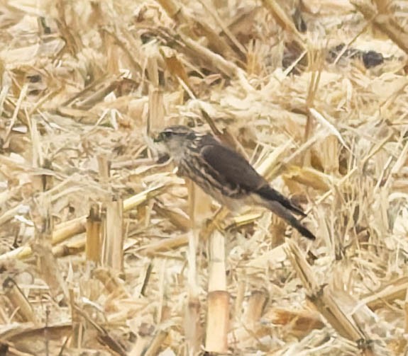 Хайргууна шонхор - ML644299658