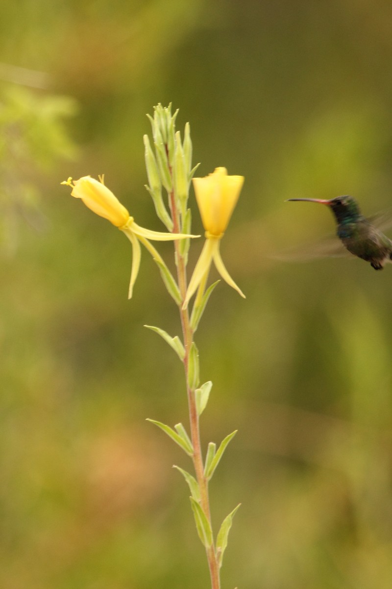 Broad-billed Hummingbird - ML644299659