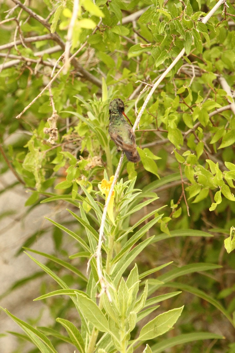 Broad-billed Hummingbird - ML644299660