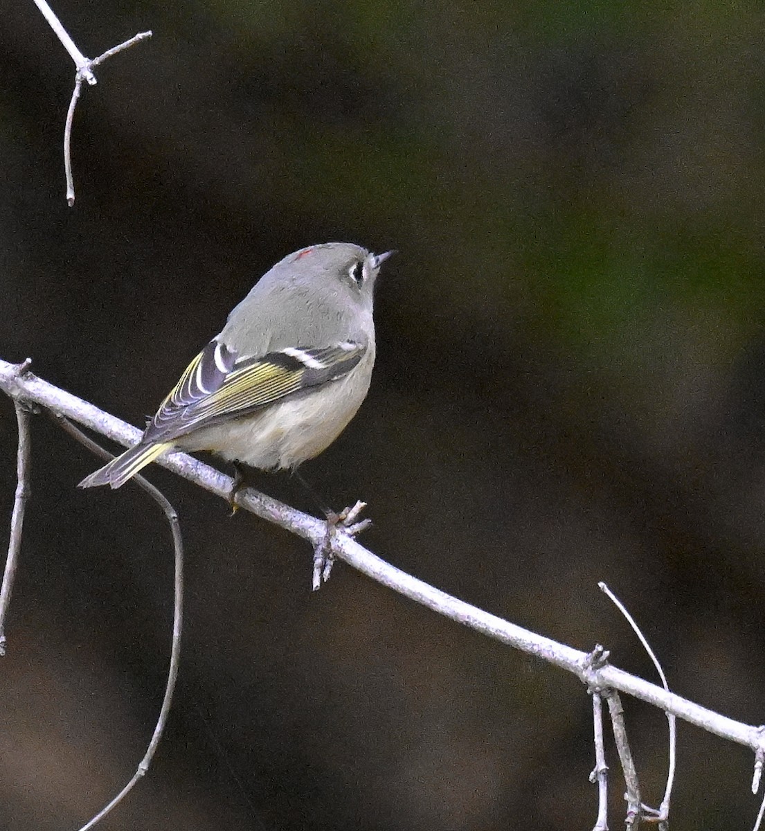 Ruby-crowned Kinglet - ML644299663