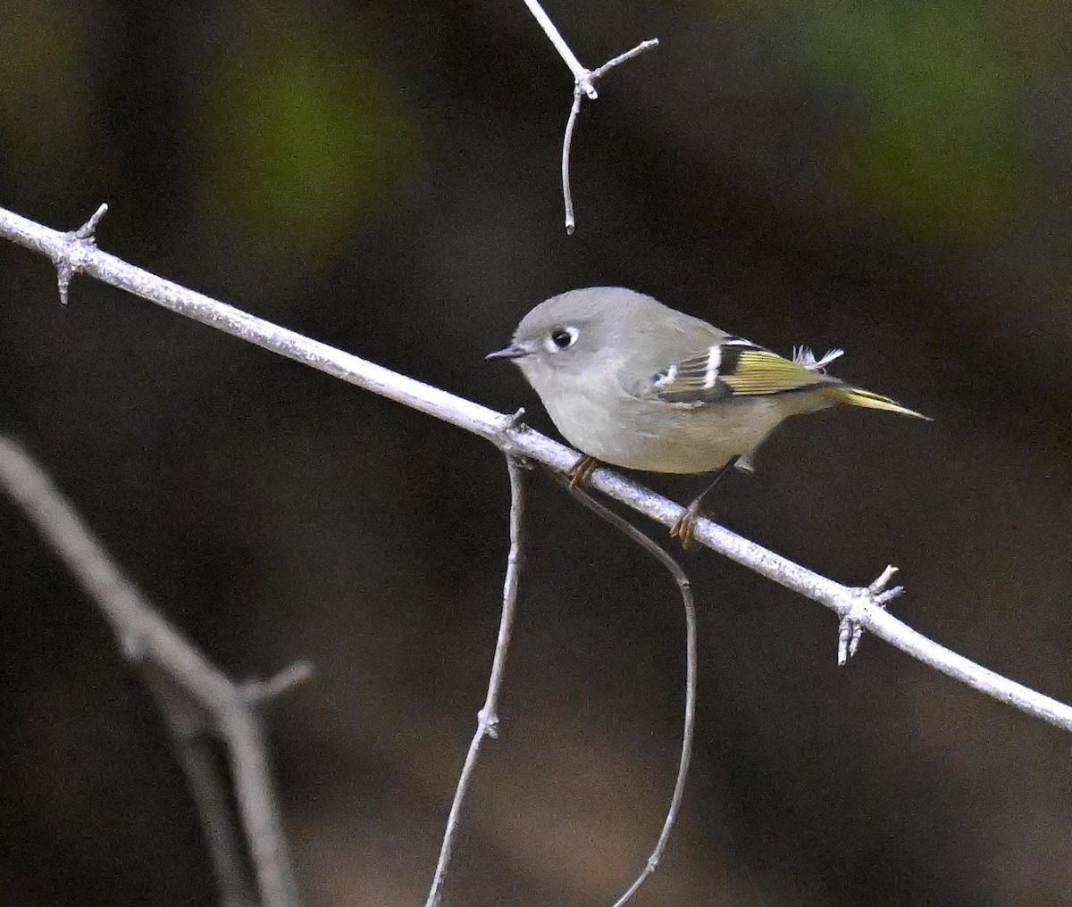 Ruby-crowned Kinglet - ML644299664