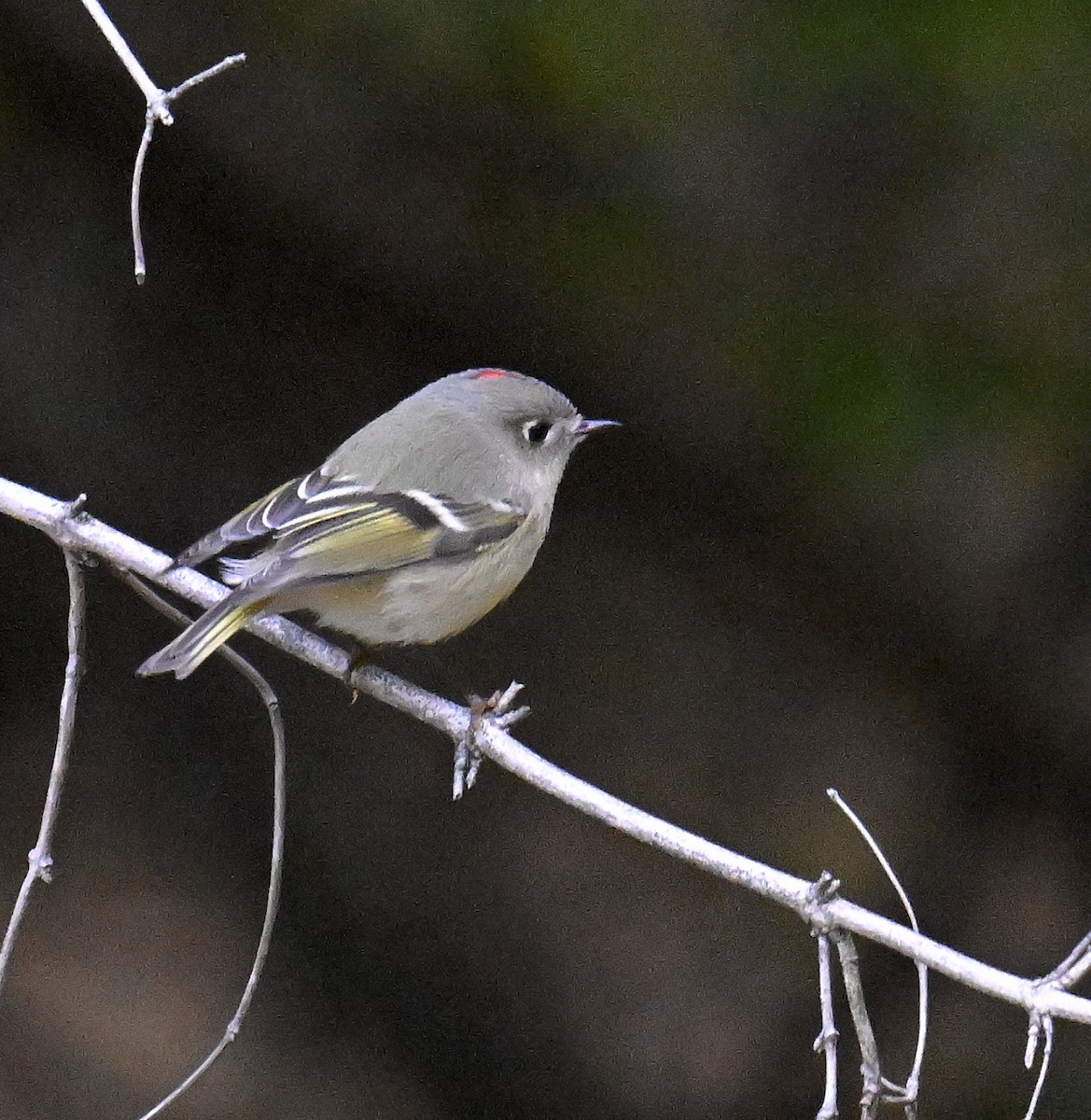 Ruby-crowned Kinglet - ML644299665