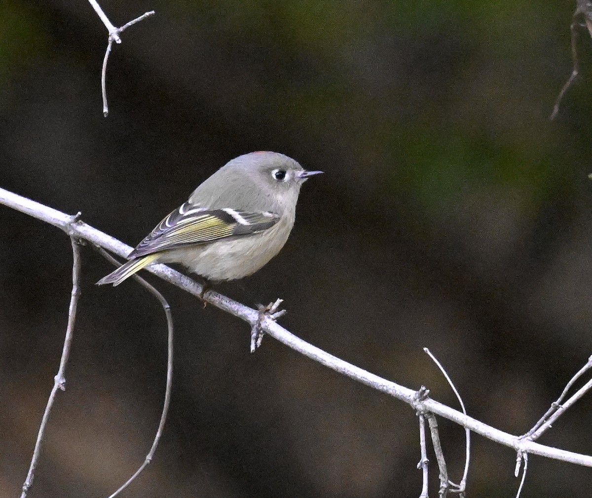 Ruby-crowned Kinglet - ML644299667