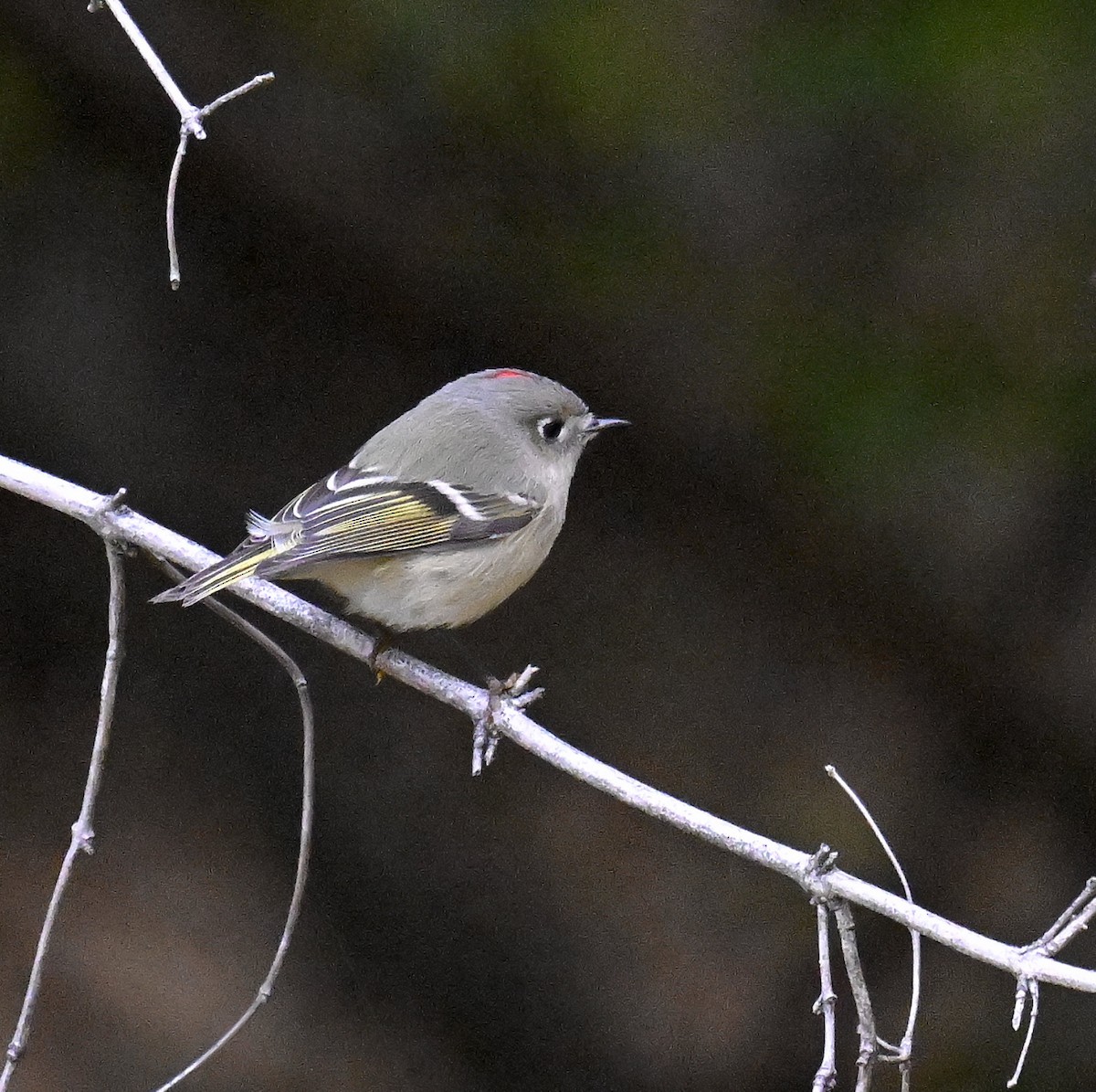 Ruby-crowned Kinglet - ML644299668