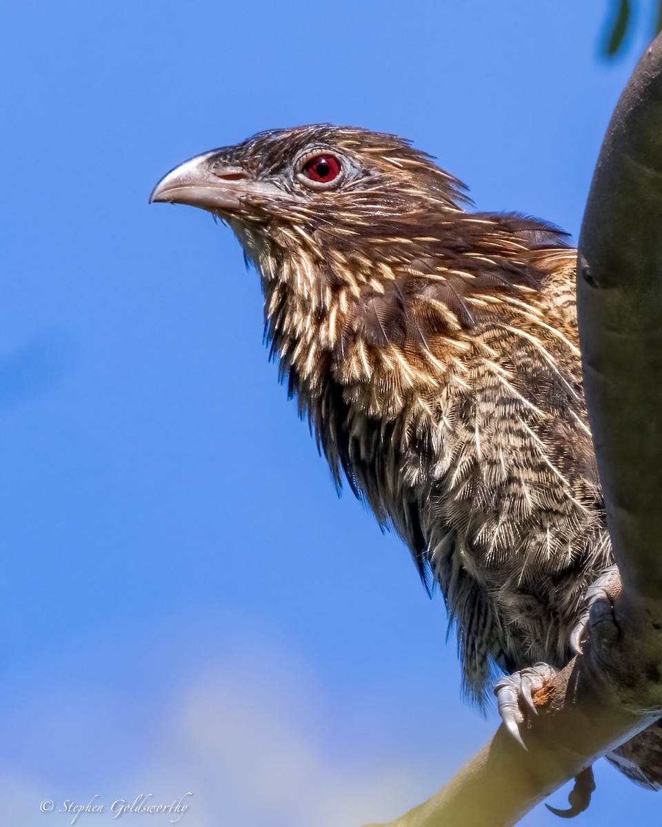 Pheasant Coucal - ML644299673
