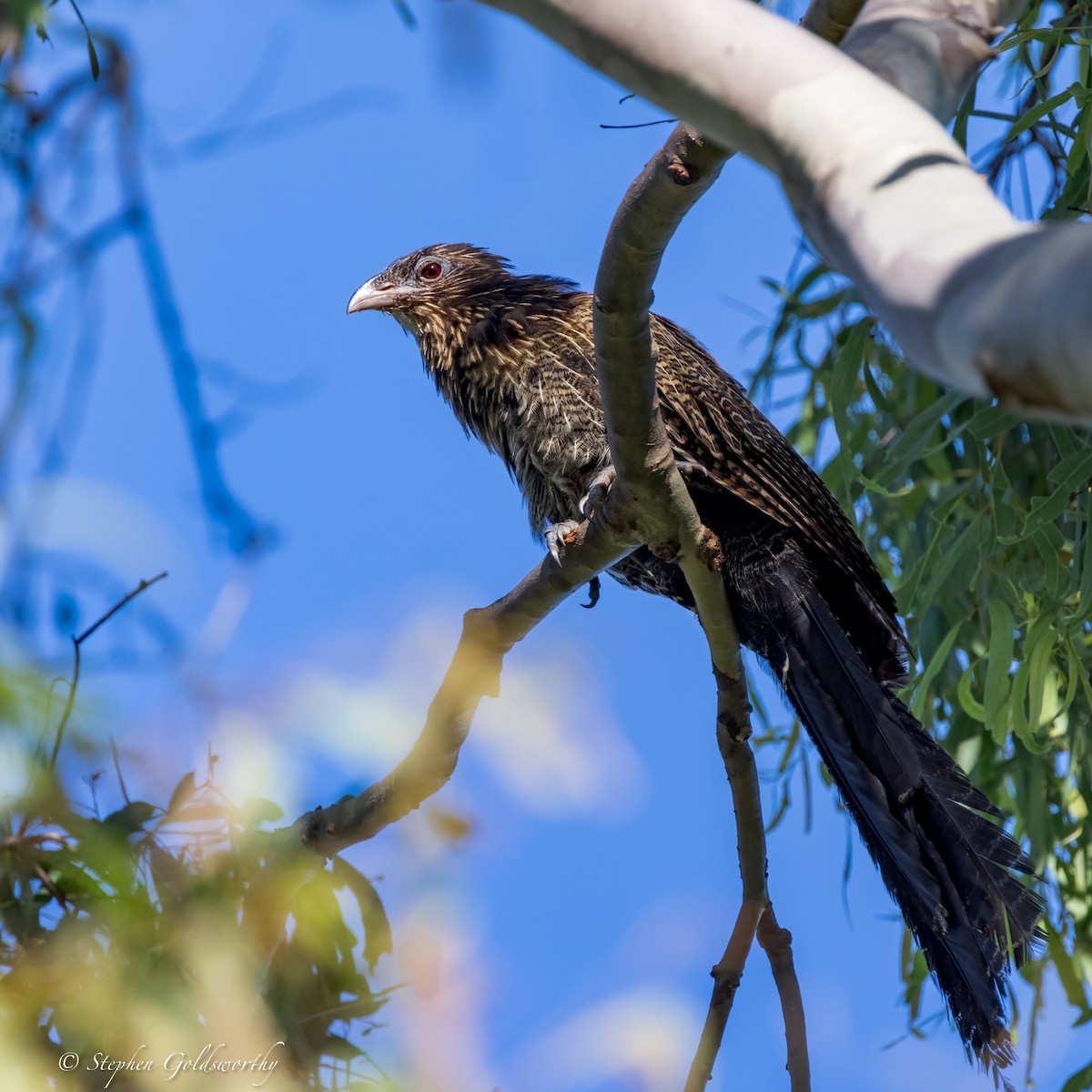 Pheasant Coucal - ML644299674