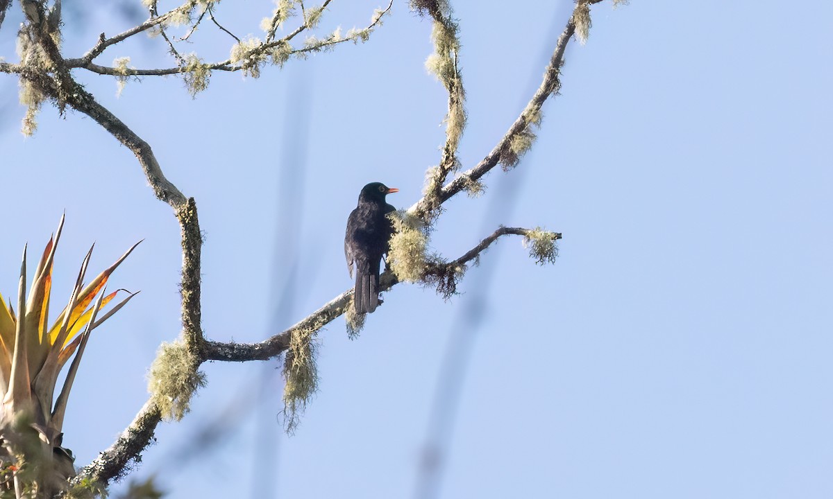 Merle lustré - ML644299675