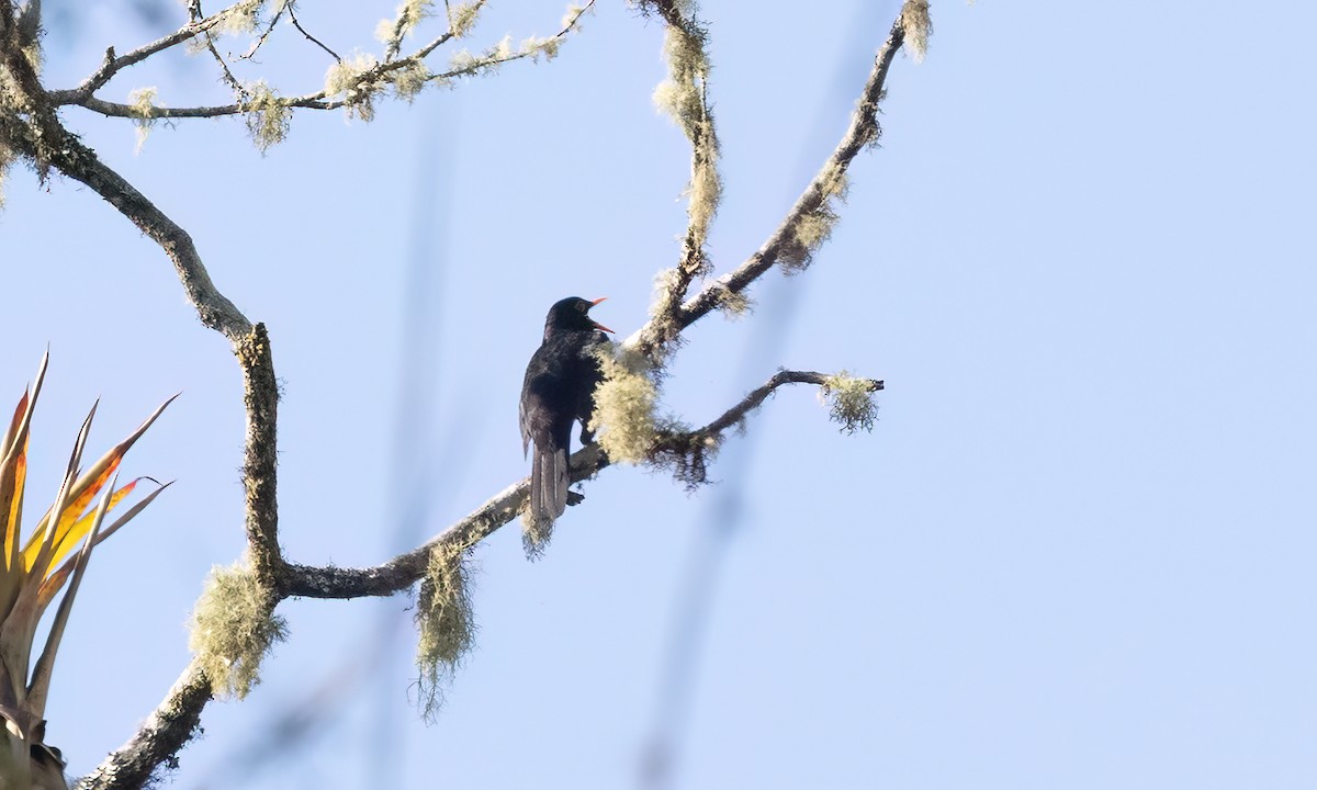 Merle lustré - ML644299676