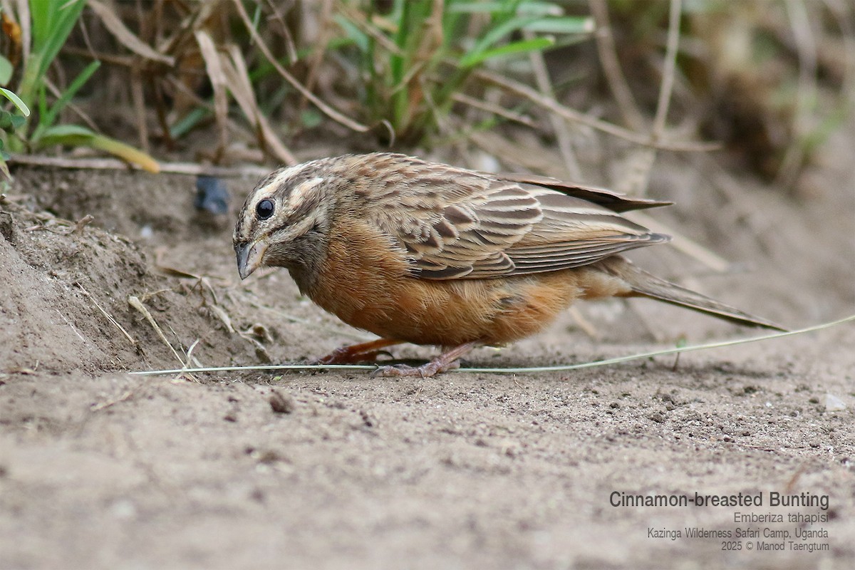 Cinnamon-breasted Bunting - ML644299677