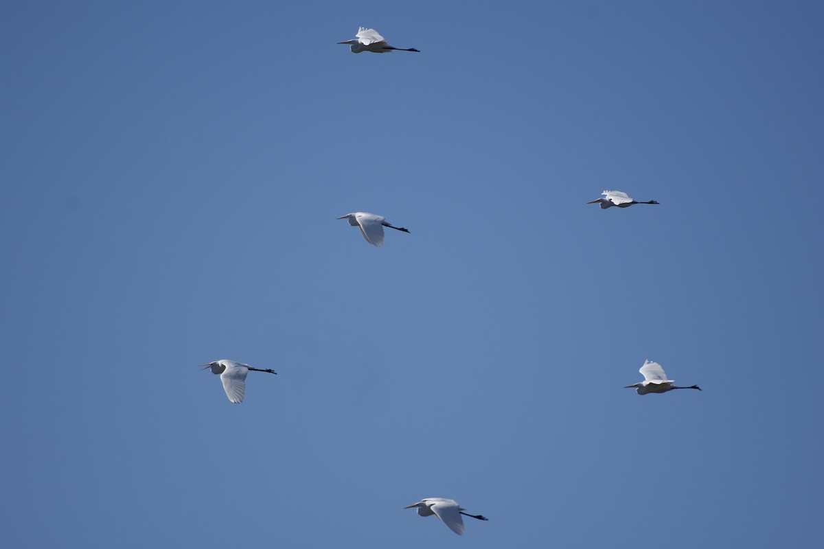 Koartza zuria - ML644299696