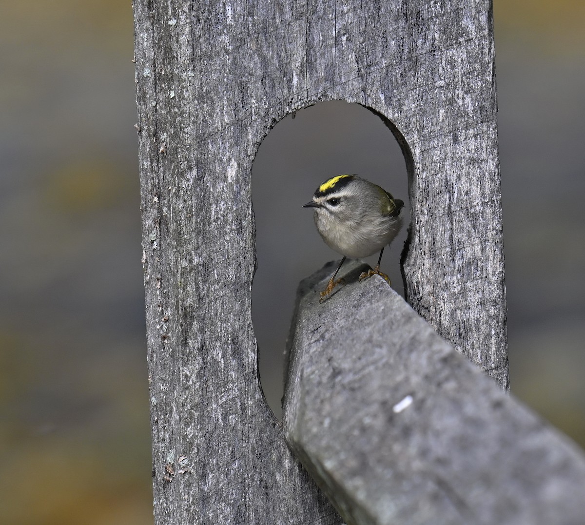 Erregetxo amerikarra - ML644299706