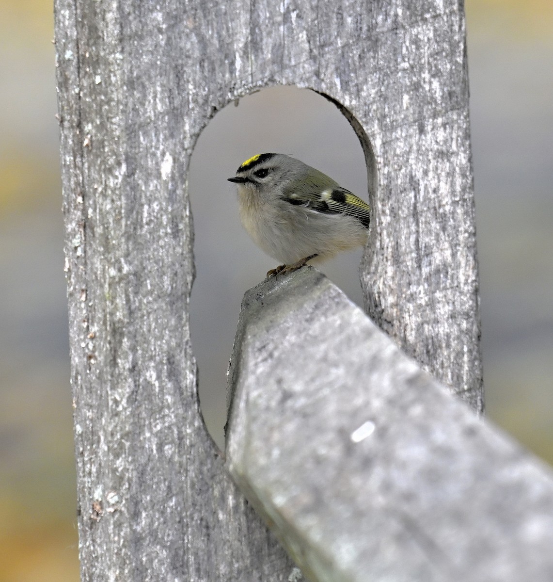 Erregetxo amerikarra - ML644299708