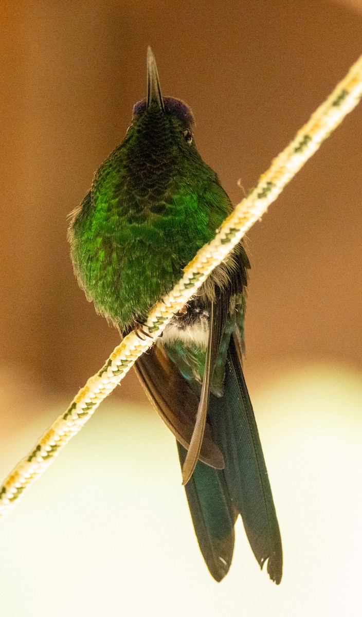 Violet-capped Woodnymph - ML644299718