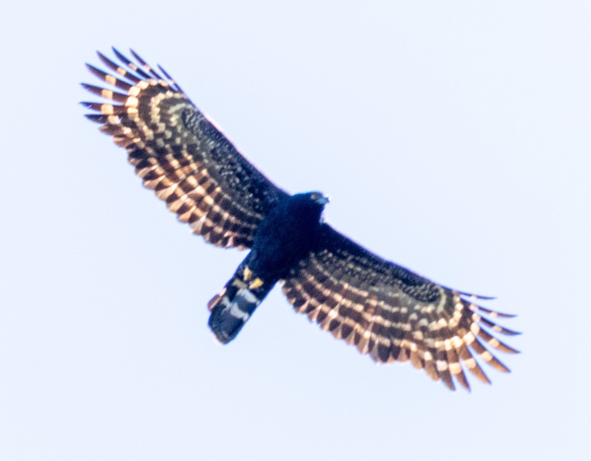 Kara Atmaca Kartalı - ML644299722