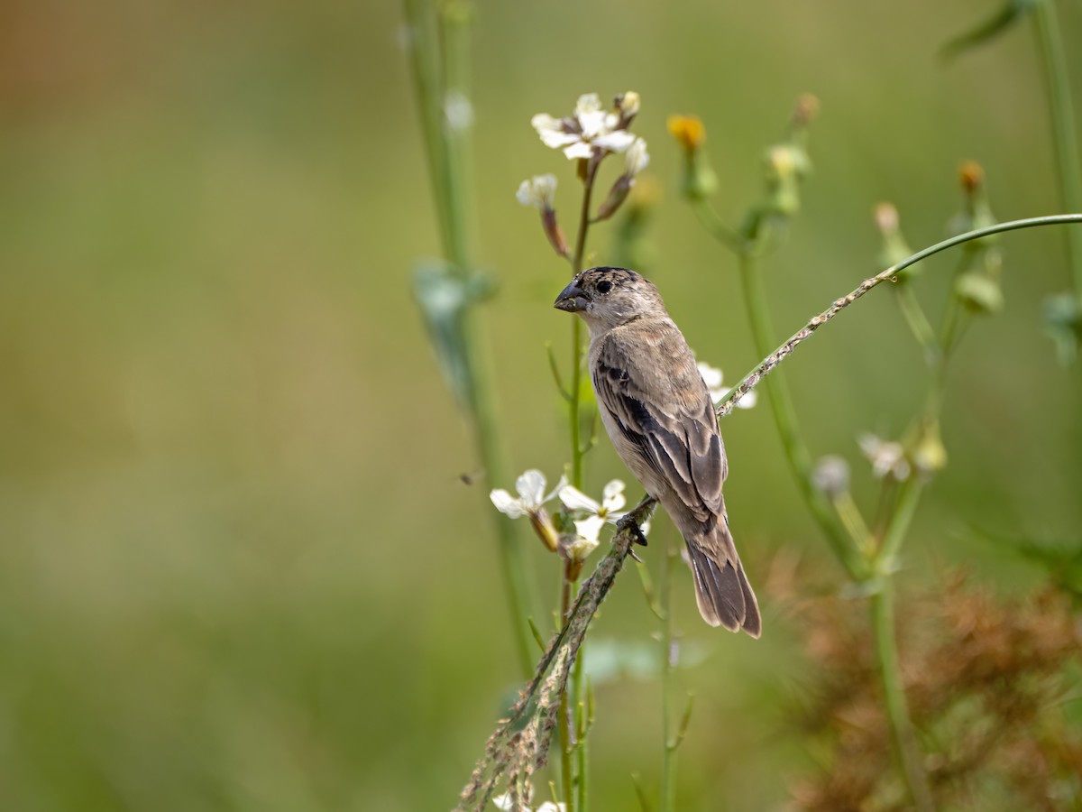 Pearly-bellied Seedeater - ML644299730