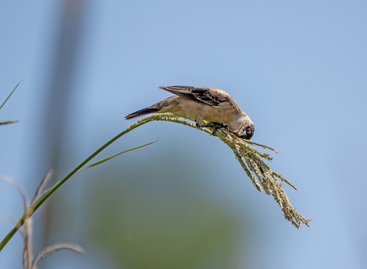 Pearly-bellied Seedeater - ML644299732