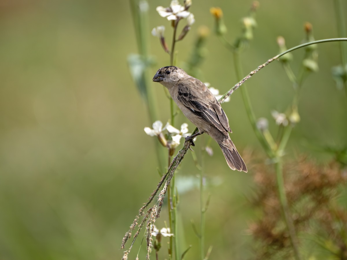 Pearly-bellied Seedeater - ML644299734