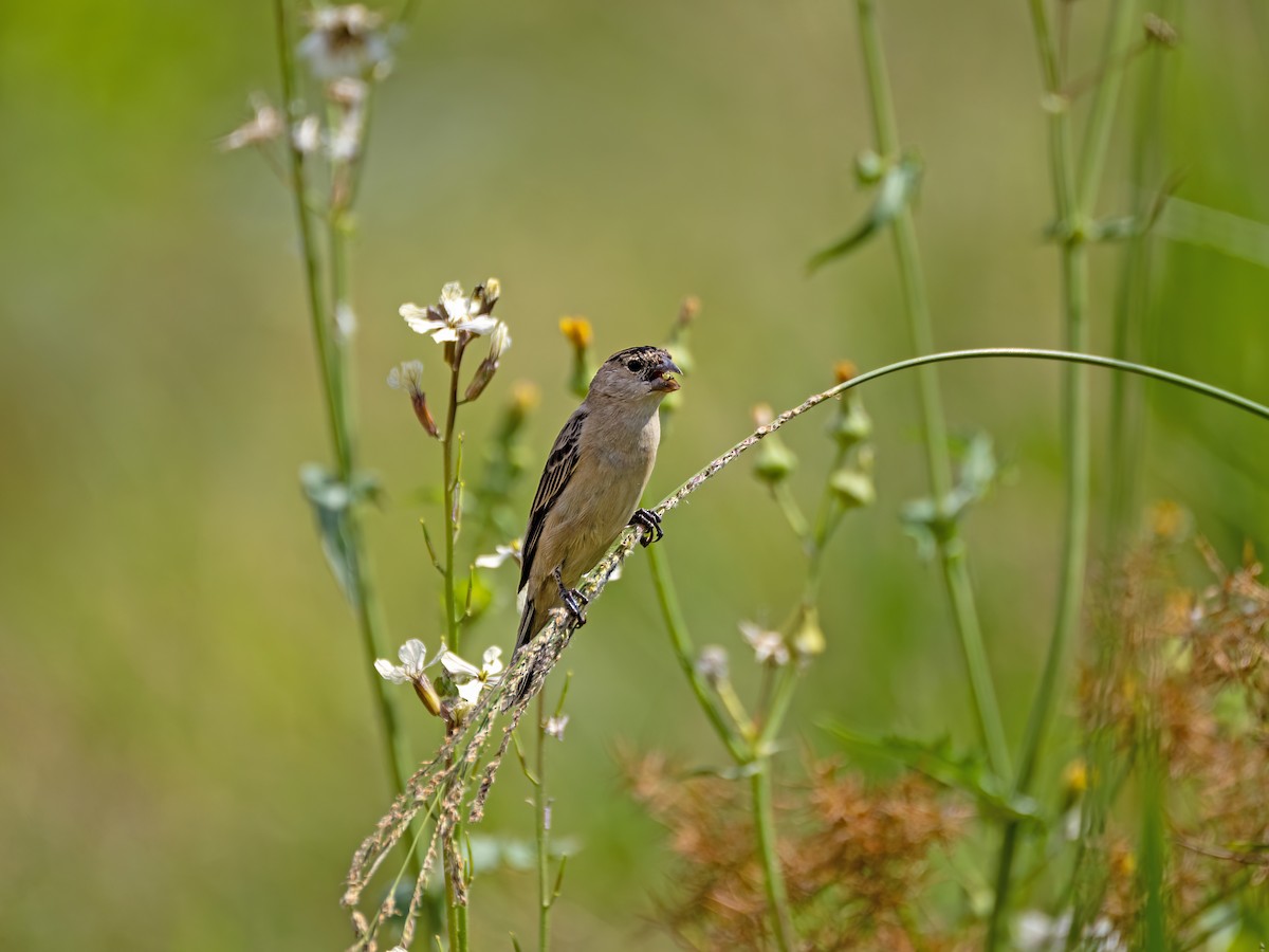 Pearly-bellied Seedeater - ML644299735