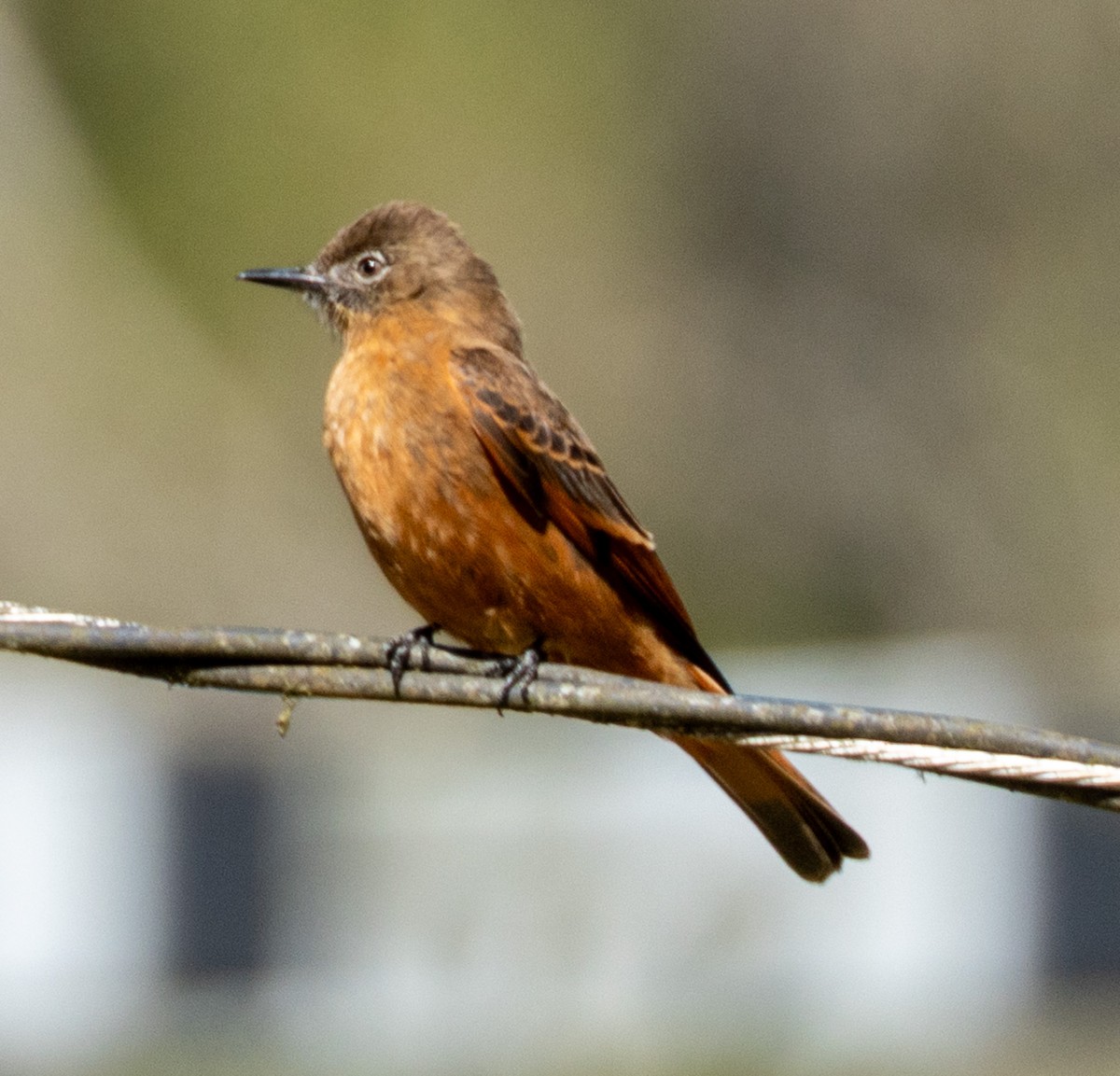 Cliff Flycatcher - ML644299739