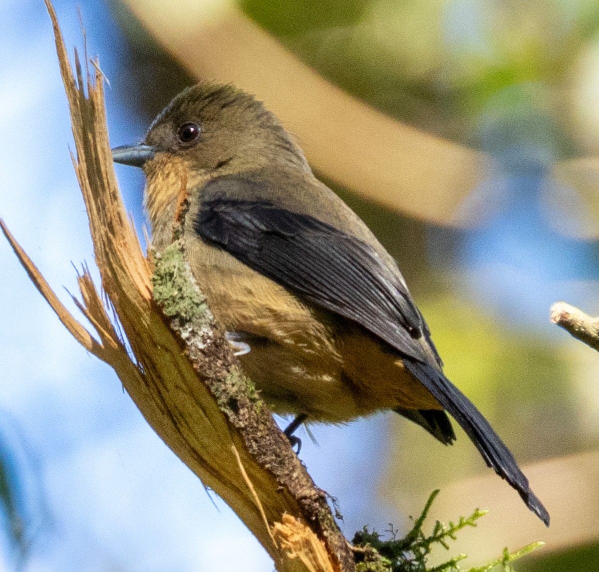 Black-goggled Tanager - ML644299740