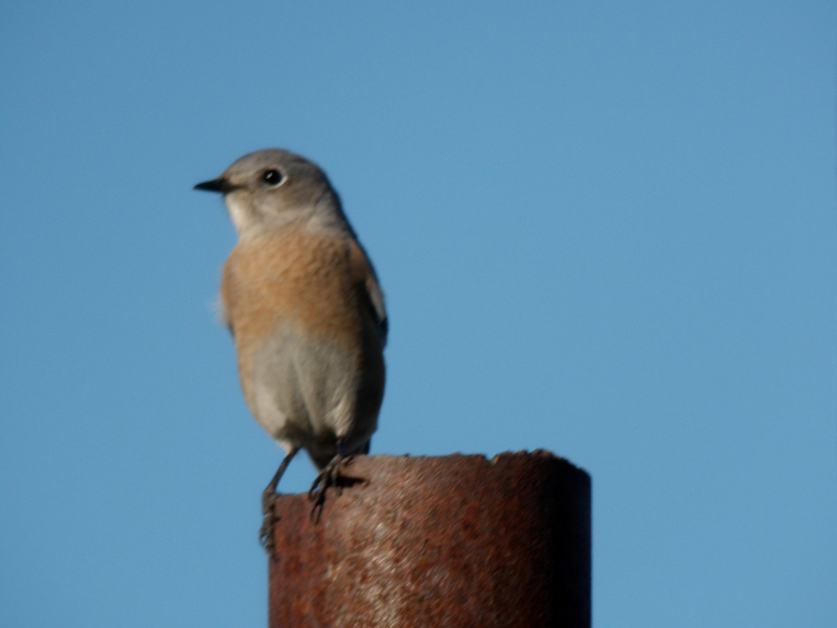 salašník západní - ML644299741