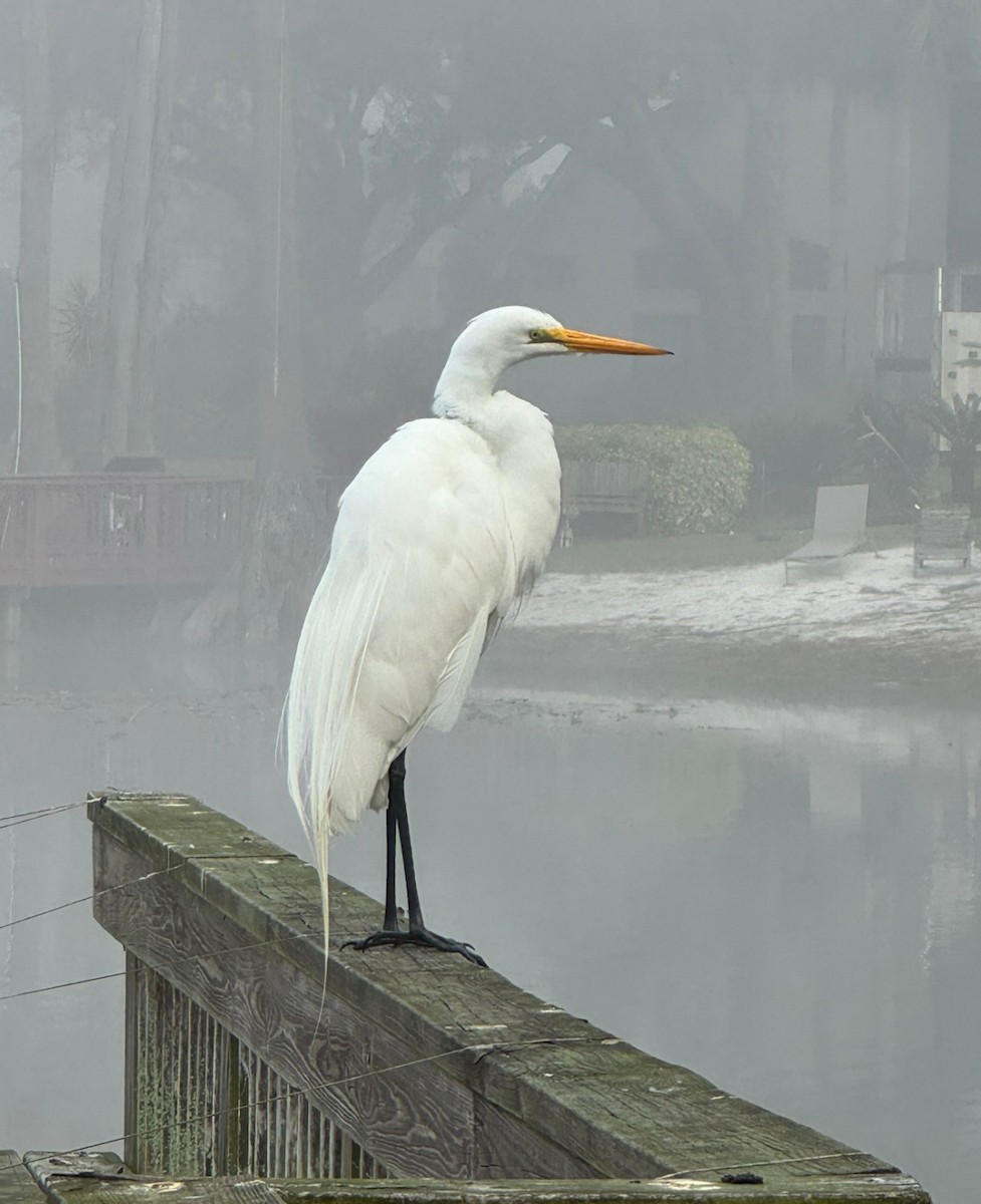 Koartza zuria - ML644299743