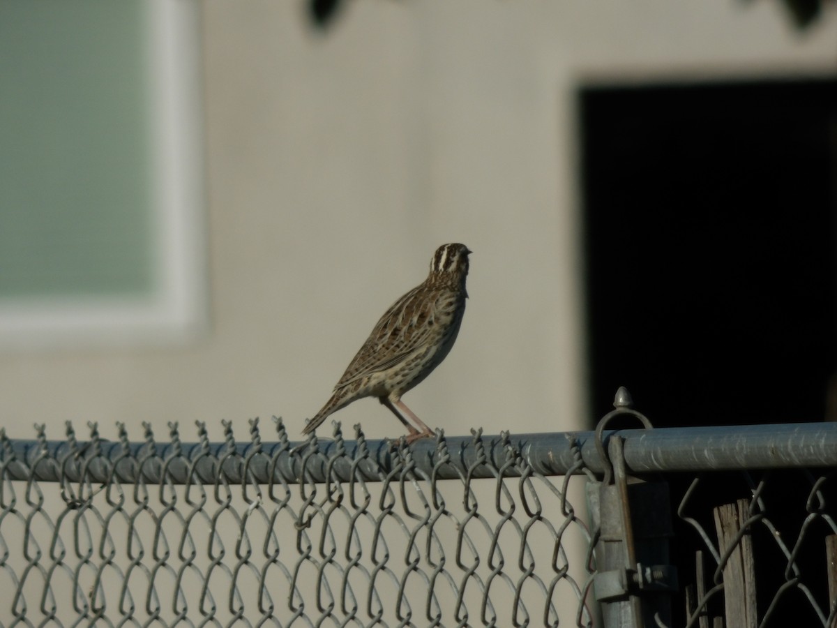 prærielerketrupial - ML644299745