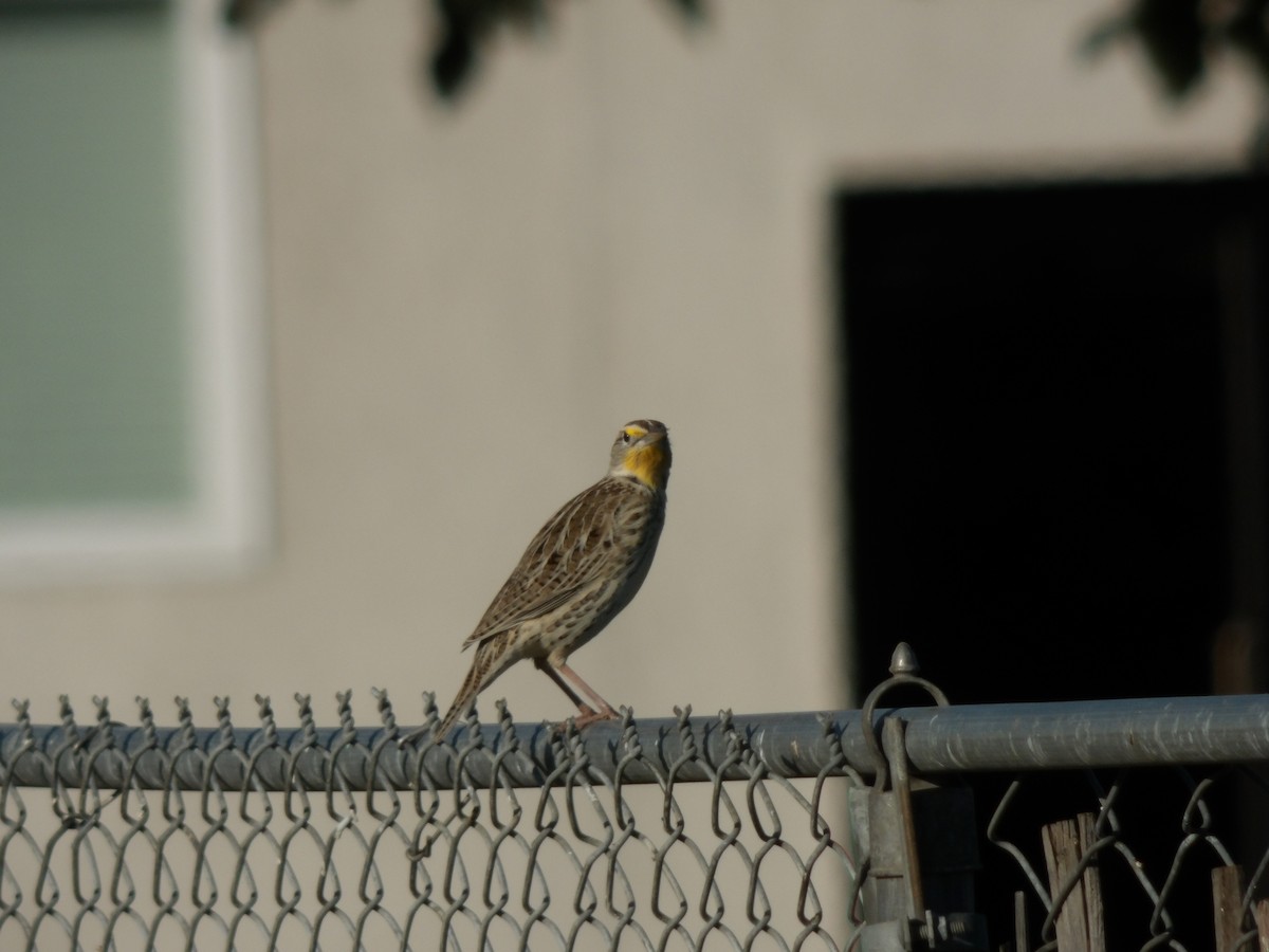 prærielerketrupial - ML644299746