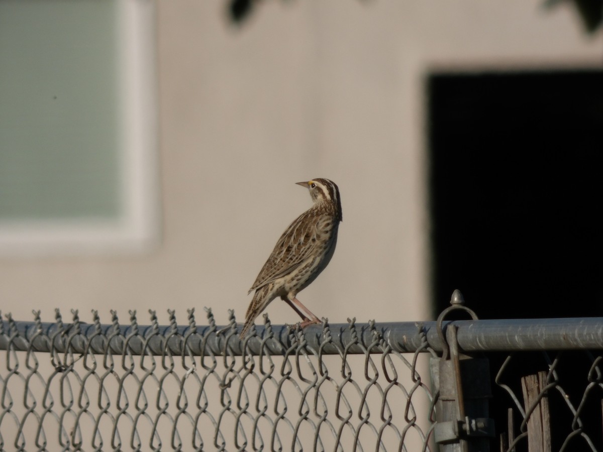 prærielerketrupial - ML644299747