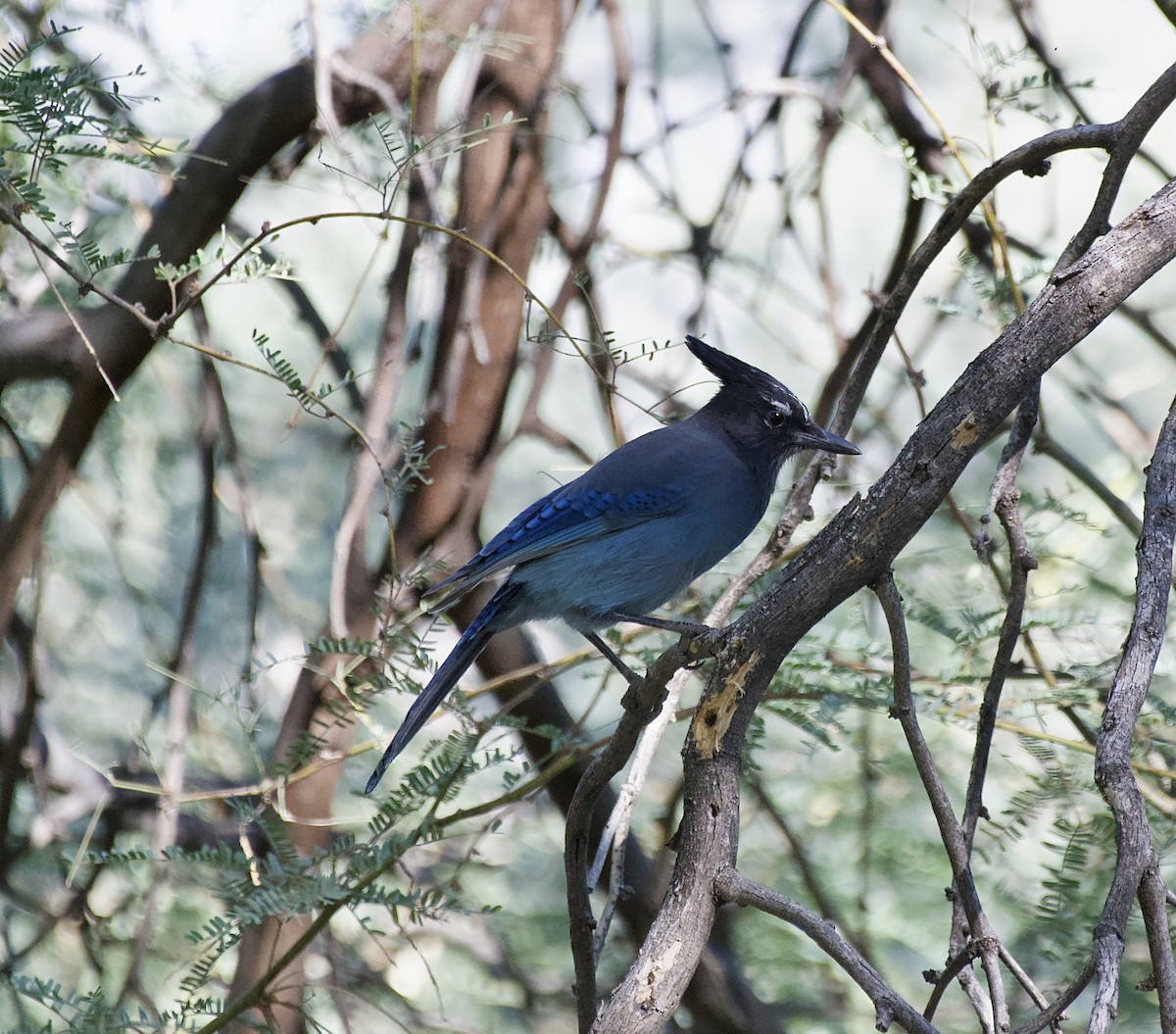 Стеллерова сойка - ML644299752