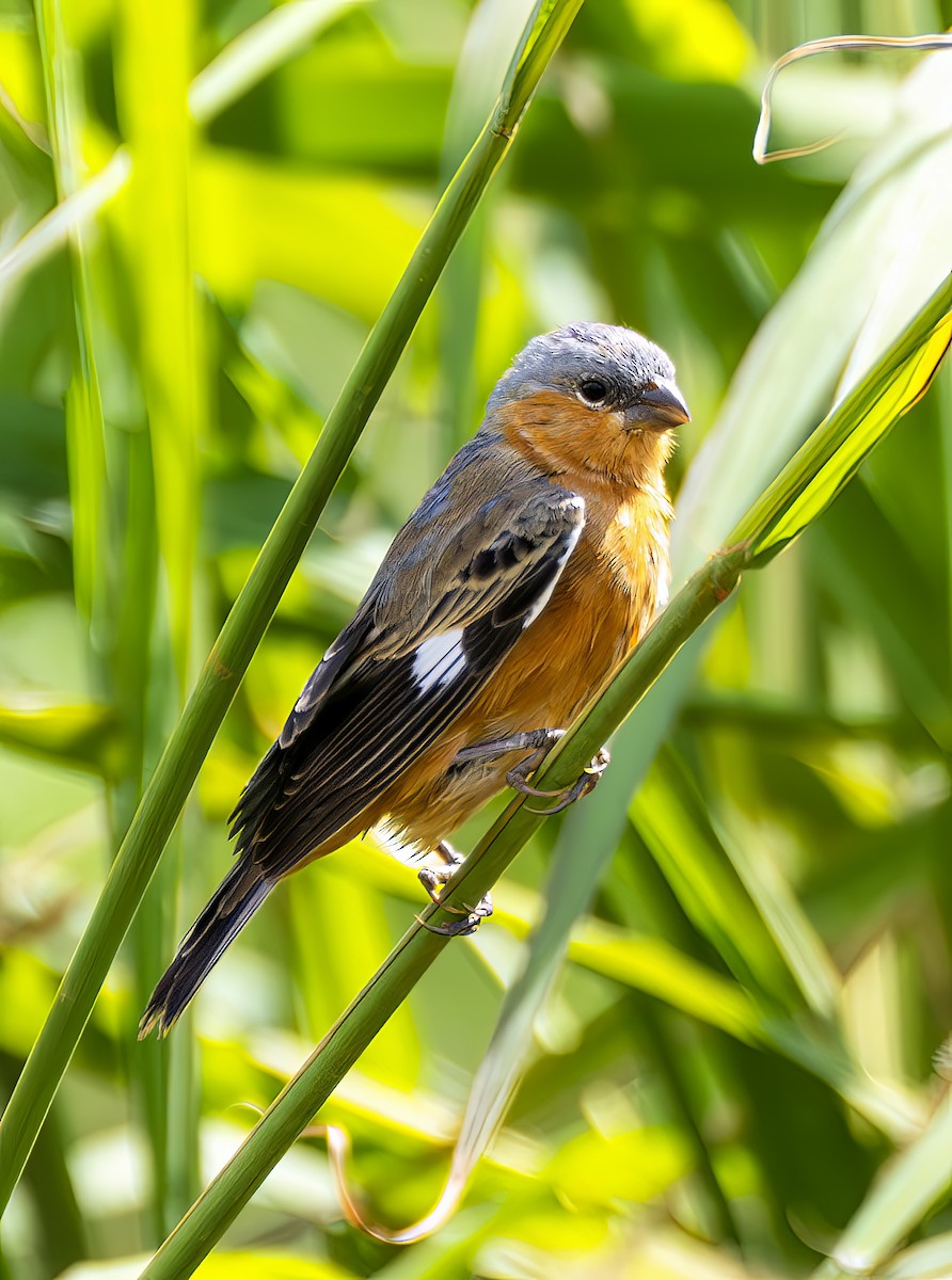 チャバラヒメウソ - ML644299753