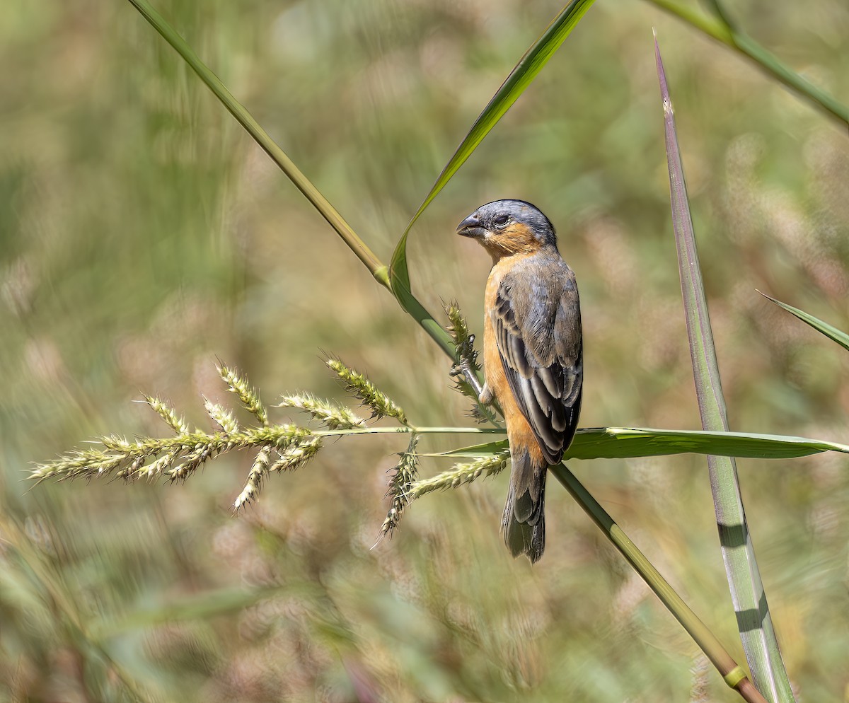 チャバラヒメウソ - ML644299754