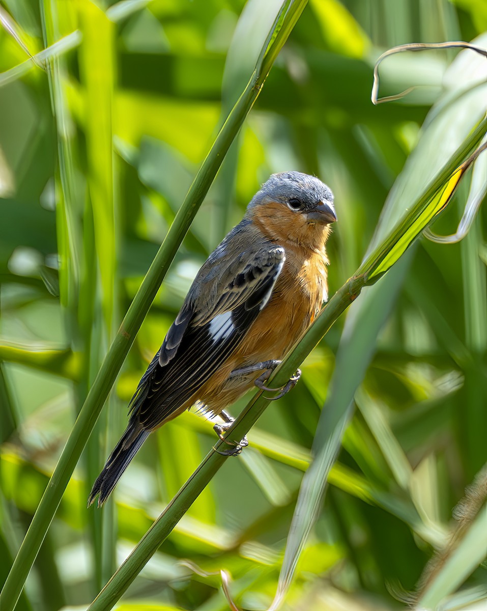 チャバラヒメウソ - ML644299755