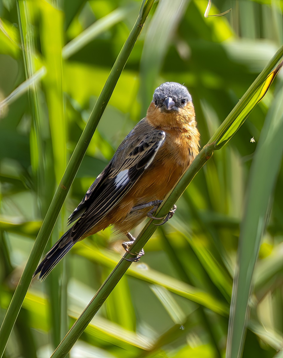 チャバラヒメウソ - ML644299756