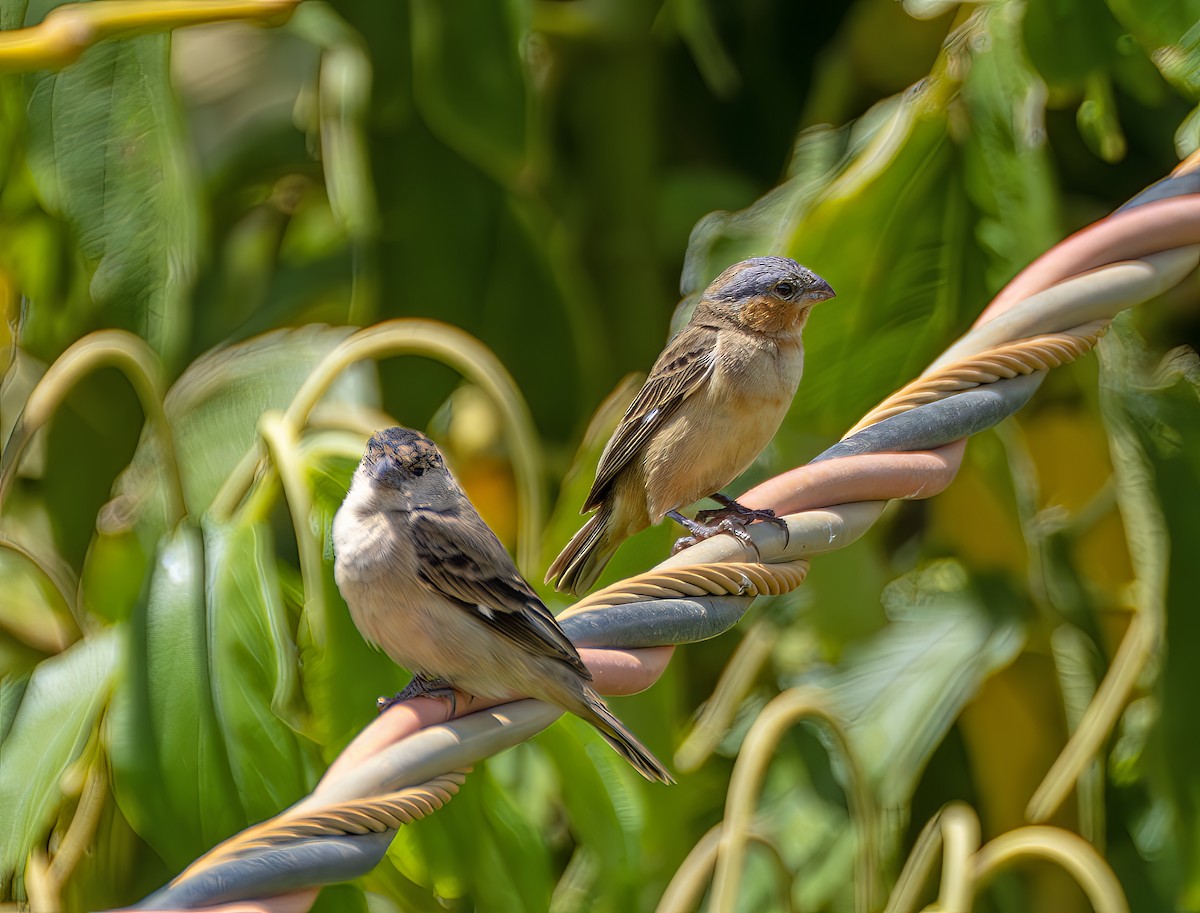 チャバラヒメウソ - ML644299757