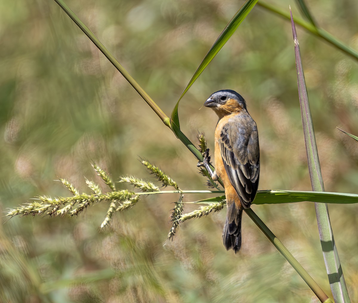 チャバラヒメウソ - ML644299758