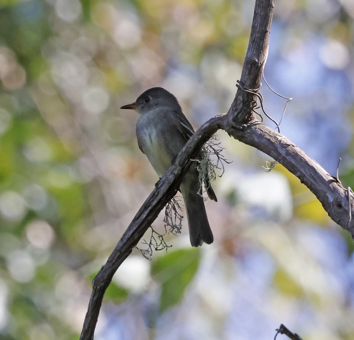 Eastern Wood-Pewee - ML644299759