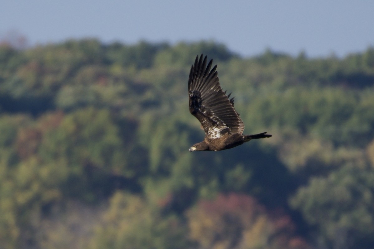Bald Eagle - ML644299762