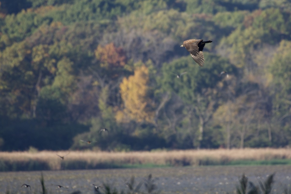 Bald Eagle - ML644299763